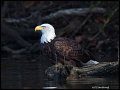_2SB7383 bald eagle